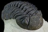 Bumpy Morocops Trilobite - Foum Zguid, Morocco #89300-2
